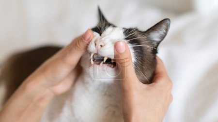 Foto de Pet Toothcare. Primer plano de gato con la boca abierta mientras propietario de mascotas examinar sus dientes, encías y cavidad en el interior. Rutina de higiene oral felina, limpieza de dientes y concepto de cuidado. Panorama, Recortado - Imagen libre de derechos