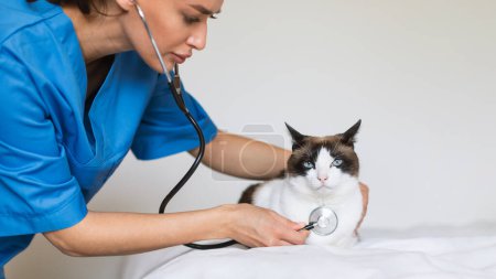 Foto de Anuncio de Clínica Veterinaria. Enfermera mujer poniendo estetoscopio a gato domético, escuchando animales corazón durante el examen de salud en interiores. Prevención de enfermedades cardíacas en mascotas. Panorama - Imagen libre de derechos