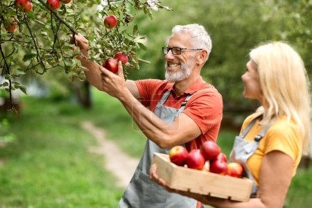 Téléchargez les photos : Portrait de heureux couple de personnes âgées récoltant des pommes dans le verger, souriant époux matures portant des tabliers cueillant des fruits rouges mûrs de l'arbre dans leur jardin, dame tenant une caisse en bois, foyer sélectif - en image libre de droit