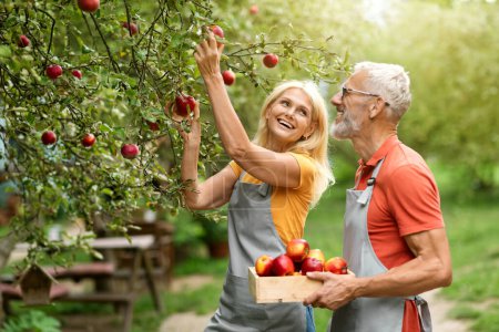 Photo for Portrait Of Happy Mature Couple In Orchard Picking Ripe Apples From Tree, Cheerful Senior Man And Woman Wearing Aprons Harvesting Ripe Fruits To Crate, Enjoying Working In Garden, Copy Space - Royalty Free Image