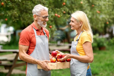 Téléchargez les photos : Concept de jardinage. Couple souriant d'agriculteurs plus âgés vérifiant des pommes mûres après la cueillette, conjoints aînés heureux portant des tabliers debout dans le verger fruitier et bavardant, profitant de la saison de récolte - en image libre de droit