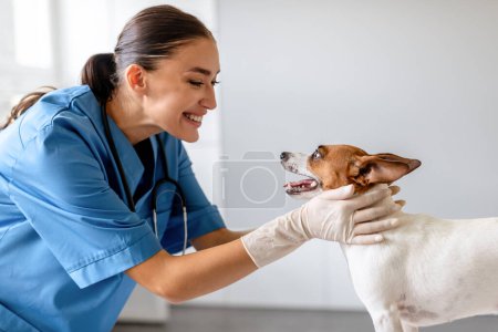 Foto de Veterinaria sonriente con uniforme azul sujetando suavemente y mirando a Jack Russell Terrier en una oficina veterinaria bien iluminada, mostrando un vínculo de confianza - Imagen libre de derechos