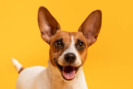 Foto de El retrato de primer plano captura al adorable Jack Russell Terrier parado orgullosamente sobre un vibrante fondo amarillo, perfecto para interiores de clínicas de mascotas - Imagen libre de derechos