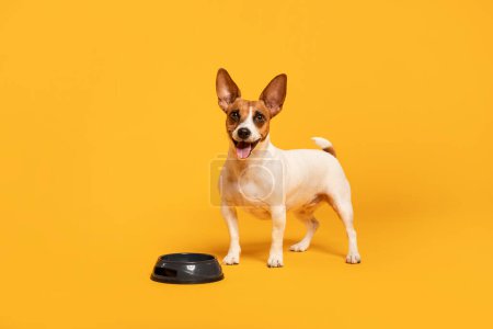 Téléchargez les photos : Jack Russell Terrier se tient à côté d'un bol de nourriture sur un fond jaune ensoleillé, idéal pour égayer l'intérieur des cliniques pour animaux de compagnie, pleine longueur - en image libre de droit