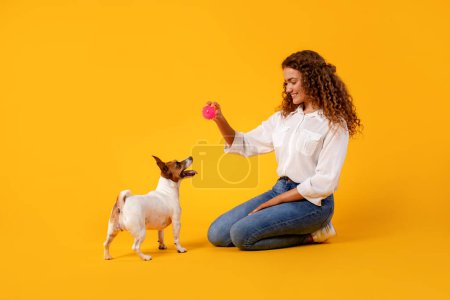 Foto de Mujer joven con ropa casual se arrodilla y sostiene la bola rosa, interactuando con su excitado Jack Russell Terrier sobre un vibrante fondo amarillo - Imagen libre de derechos
