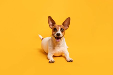 Téléchargez les photos : Joyeux sourire Jack Russell Terrier pose sur fond jaune vif, ajoutant une touche de joie à tous les cliniques pour animaux de compagnie cadre intérieur - en image libre de droit