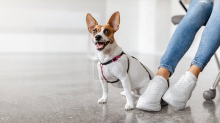 Téléchargez les photos : Alerte Jack Russell Terrier portant un harnais se trouve sur le sol d'une clinique vétérinaire, levant les yeux heureux à côté de ses propriétaires pieds vêtus de baskets blanches, panorama, espace libre - en image libre de droit