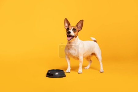Téléchargez les photos : Curieux Jack Russell Terrier debout près d'un bol de nourriture, levant les yeux avec anticipation sur un fond jaune vif - en image libre de droit