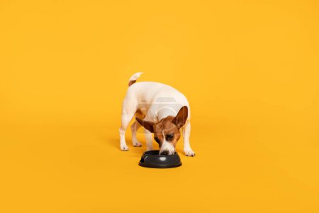 Téléchargez les photos : Adorable Jack Russell Terrier mangeant joyeusement dans un bol de nourriture sur un fond jaune ensoleillé, montrant un délicieux moment de repas, espace libre - en image libre de droit