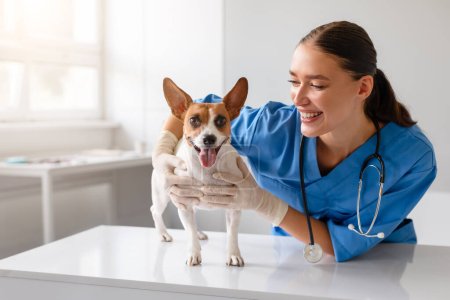 Veterinario sonriente con uniformes azules disfrutando de un momento alegre con un Jack Russell Terrier feliz durante un chequeo de rutina en una clínica brillante