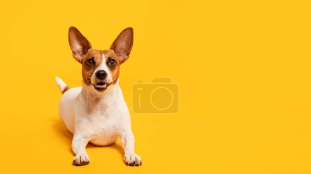 Téléchargez les photos : Jack Russell Terrier ludique avec des oreilles gaies et une expression heureuse se couche, regardant la caméra sur fond jaune vif, rayonnant de joie et de vitalité, panorama, espace de copie - en image libre de droit