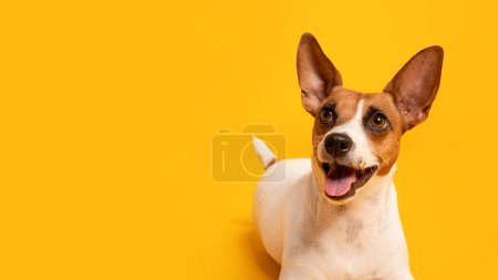 Téléchargez les photos : Joyeux Jack Russell Terrier aux oreilles prononcées et à l'expression vive repose sur un fond jaune vif, rayonnant de bonheur et de curiosité, espace libre - en image libre de droit
