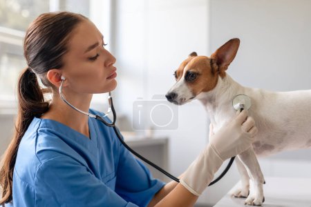 Foto de Mujer veterinaria en uniformes azules se centra en comprobar el corazón de alerta Jack Russell Terrier con estetoscopio durante el examen de salud de rutina - Imagen libre de derechos