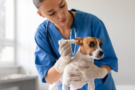 Téléchargez les photos : Femme ciblée vétérinaire en bleus frotte soigneusement en utilisant des gouttes auriculaires pour calmer Jack Russell Terrier pendant le check-up et le traitement de l'oreille en milieu clinique - en image libre de droit