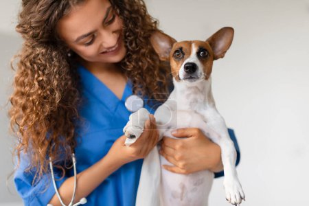 Téléchargez les photos : Femme vétérinaire aux cheveux bouclés tient doucement Jack Russell Terrier, se préparant à l'examiner avec stéthoscope dans une clinique vétérinaire bien éclairée, gros plan - en image libre de droit