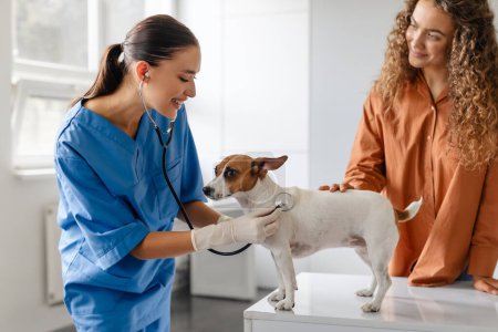 Vétérinaire féminin concentré dans les gommages utilise stéthoscope sur Jack Russell Terrier calme tandis que le propriétaire, femme aux cheveux bouclés, surveille attentivement la procédure