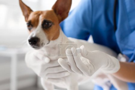 Téléchargez les photos : En milieu clinique, les femmes vétérinaires gants mains sont montrées se préparant à administrer des médicaments à un Jack Russell Terrier attentif, gros plan - en image libre de droit