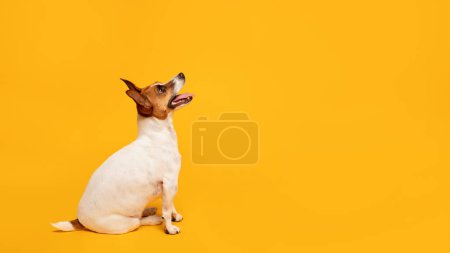 Foto de Alerta Jack Russell Terrier se sienta obedientemente, mirando hacia arriba en el espacio libre expectante, frente a un fondo amarillo brillante que emana energía y atención, panorama - Imagen libre de derechos