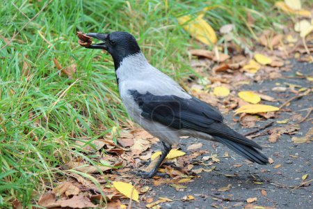 Téléchargez les photos : Le corbeau gourmand saisit les deux moitiés de la noix fissurée - en image libre de droit