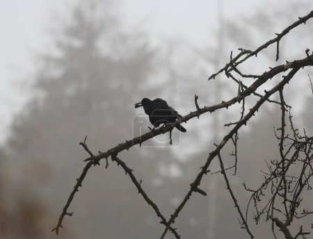 Téléchargez les photos : Corbeau heureux échevelé trouvé une grosse noix savoureuse - en image libre de droit