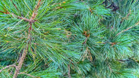 Photo for An intimate view of a pine tree, luxurious in vivid hues of green, featuring the unique texture and arrangement of its needles - Royalty Free Image