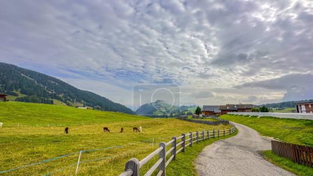 Photo for The beauty of rural life, illamas grazing nonchalantly beside a road, set against the grandeur of lofty, imposing mountains - Royalty Free Image