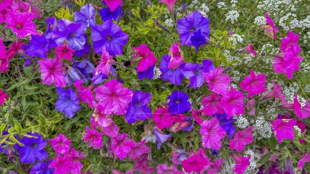 Photo for Blooming purple and red petunias with lush foliage in a vibrant garden. Bright, trumpet-shaped flowers adding vivid color to the greenery. - Royalty Free Image