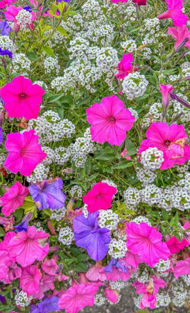 Photo for Vibrant mix of red and purple petunias with fresh green leaves in the garden - Royalty Free Image