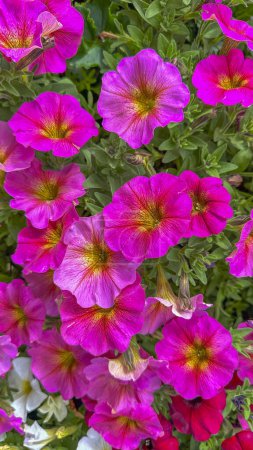 Photo for Radiant red petunias set against verdant green foliage, under a sunny sky, in a perfect garden setting - Royalty Free Image