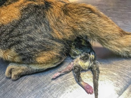 Photo for Female cat in labor faces dystocia, a kitten stuck. Urgent vet intervention crucial for a safe delivery and the well-being of both cat and kittens - Royalty Free Image