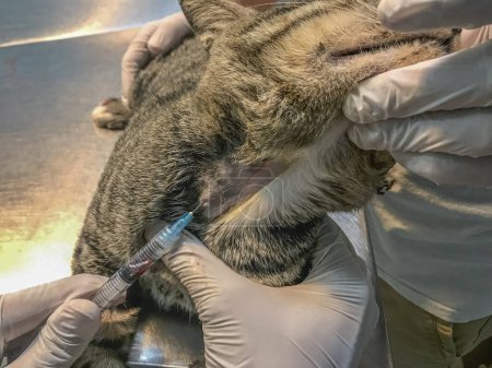 Foto de Veterinario y asistente realizan retiro de sangre de vena yugular de gato, demostrando trabajo en equipo calificado para un cuidado preciso y compasivo - Imagen libre de derechos