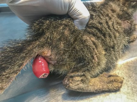 Foto de Prolapso anal de gatito, protrusión del revestimiento rectal. Atención veterinaria inmediata crucial para el diagnóstico, tratamiento y medidas preventivas - Imagen libre de derechos