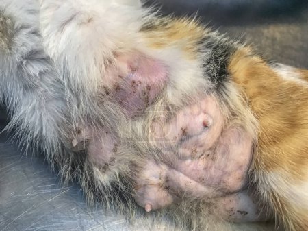 Foto de Tumor de la glándula mamaria en el riesgo de señales de gato femenino. La detección temprana es vital. La intervención veterinaria para biopsia, cirugía y cuidados atentos garantiza el bienestar felino - Imagen libre de derechos