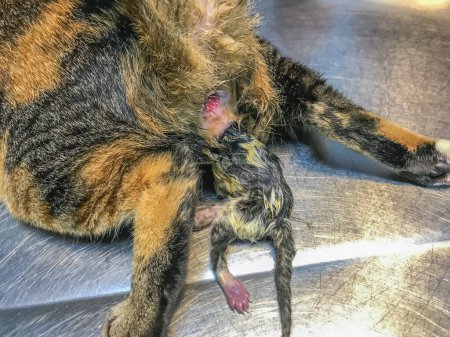 Photo for In the poignant image, a cat in labor struggles with dystocia, a kitten stuck. Urgent veterinary aid is vital for a safe delivery and the well-being of both mother and offspring - Royalty Free Image