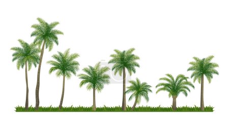 Ilustración de Diferentes colecciones de cocoteros Palm conjunto de elementos - Imagen libre de derechos