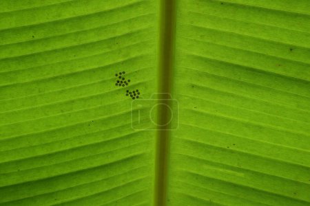 Photo for Underneath lower leaf surface view of a Banana leaf with a tiny insect eggs clusters attached on the leaf - Royalty Free Image