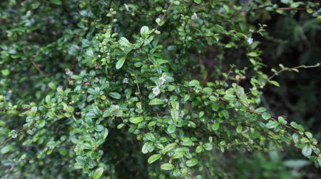 Téléchargez les photos : Un arbre à thé Fukien (Carmona Retusa) avec de minuscules fleurs blanches en fleurs. Au Sri Lanka, cette plante appelée Heen Thambala Plant. - en image libre de droit