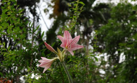 Téléchargez les photos : Vue en angle bas d'un faisceau de fleurs d'Amaryllis à nervures nettes (Hippeastrum Reticulatum), le faisceau de fleurs avec les gouttes d'eau se compose d'une fleur d'Amaryllis rose fleurie et d'un bourgeon florissant - en image libre de droit