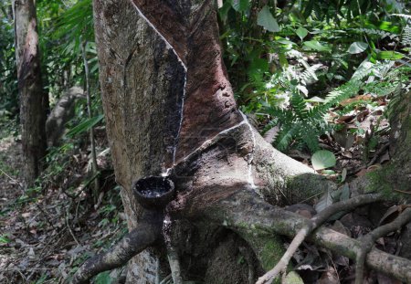 Photo for An old and large Rubber stem with the roots is put the tapping marking to extract the rubber milk. The rubber tree consist with a milk collection cup attached to the stem - Royalty Free Image