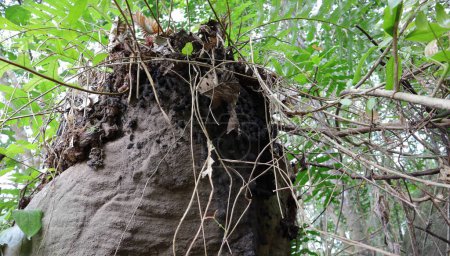 Téléchargez les photos : Vue à travers les tiges de vigne d'un rocher de granit vertical avec de minuscules nids de fourmis noires sur un côté du rocher - en image libre de droit