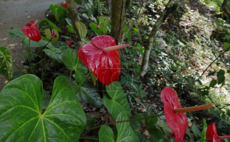 Photo for Side view of the red Anthurium flowers bloomed in the home garden - Royalty Free Image