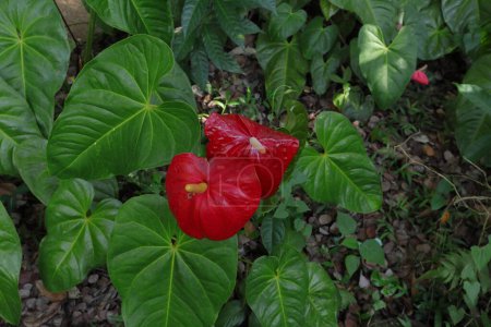 Photo for Mature and young two Anthurium flowers in the home garden, view from above - Royalty Free Image