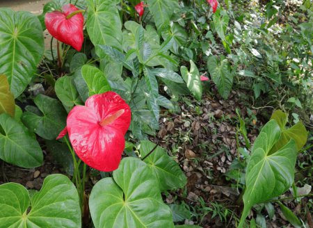 Photo for Angle view of a red Anthurium flower bloom in the home garden - Royalty Free Image