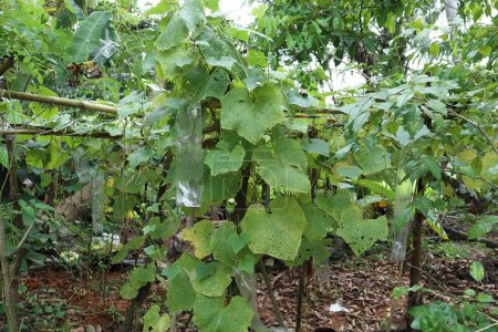 Foto de A Ridged Gourd vine (Luffa Acutangula) growing on support structure with leaves and fruits in the home garden. The vine has a polythene cover attached to a fruit to protect from insect damage - Imagen libre de derechos