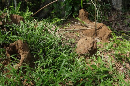 Téléchargez les photos : Vue du paysage des nids de termites et de l'herbe environnante au niveau du sol dans une zone sauvage - en image libre de droit