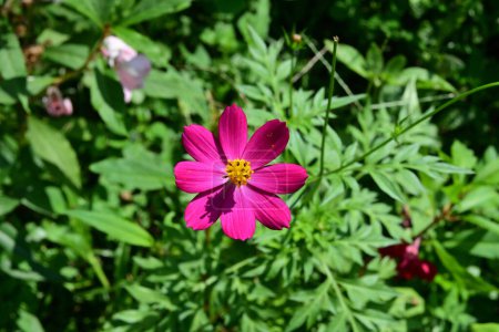 Photo for A welly bloomed purple Cosmos flower in full focus in the garden. - Royalty Free Image