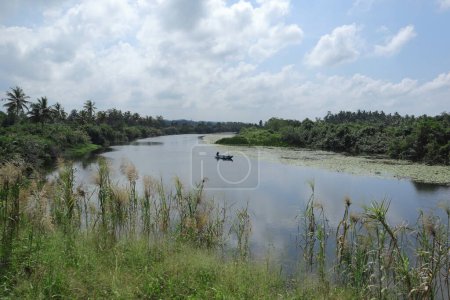 Téléchargez les photos : Belle vue sur un paysage fluvial sri lankais avec un homme sur un bateau Outrigger, vue sur la rive de la rivière à travers l'herbe au premier plan. - en image libre de droit