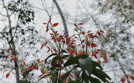 Photo for Low angle view of a Cinnamon plant with young immature reddish color leaves under bright sky - Royalty Free Image