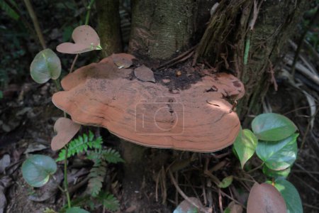 Vista de cerca de una superficie rojiza superior de un hongo de artista (Ganoderma Applanatum) que crece en un tronco de árbol moribundo en un área de humedad silvestre