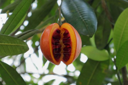 Foto de Primer plano de una fruta naturalmente abierta con semillas altamente venenosas dentro de una planta de manzana de Eva (Tabernaemontana Dichotoma) - Imagen libre de derechos